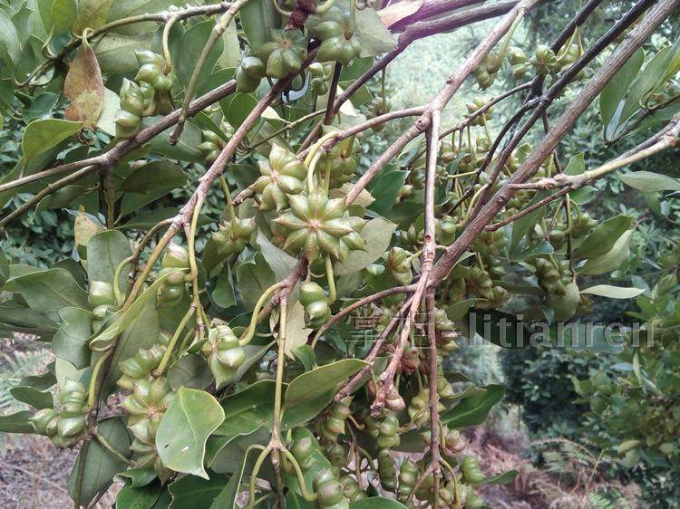 新货广西正宗无硫熏八角大茴香大料调料香料卤料农家自产自销500g