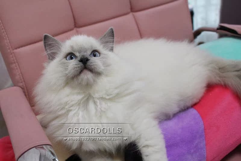 海豹双色幼猫宠物活体猫蓝双手套布偶重点色布偶猫弟弟dd[sold]_7折
