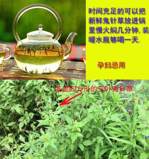 广西新鲜中药材鬼针草三叶鬼针草鬼针草茶鬼针草野生包邮下单现摘_7折