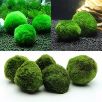 Aquarium fish tank landscaping aquatic tank seaweed ball ecological bottle green algae ball green algae globococcus live negative plant
