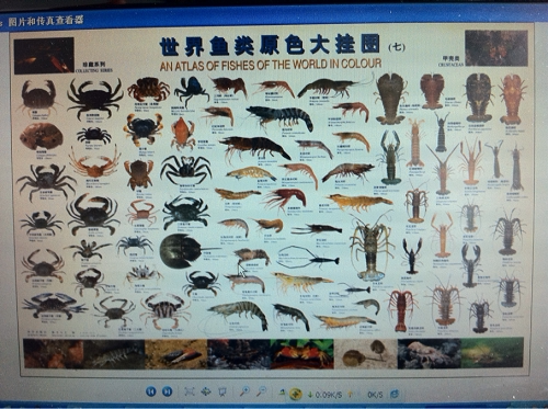 世界鱼类原色大挂图 水产商必备挂图办公室会议室用渔图鱼业挂图