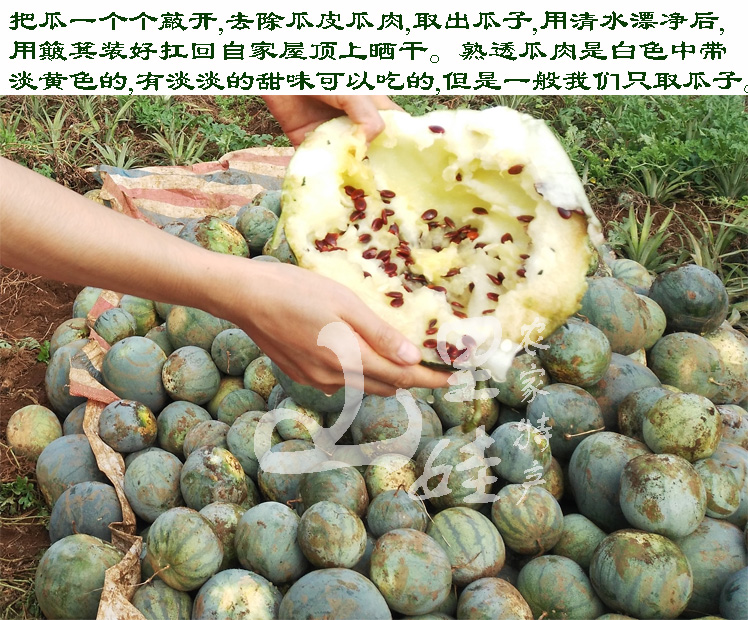 红瓜子包邮广西新货生红瓜子原味炒瓜子农家自产天然西瓜子1斤