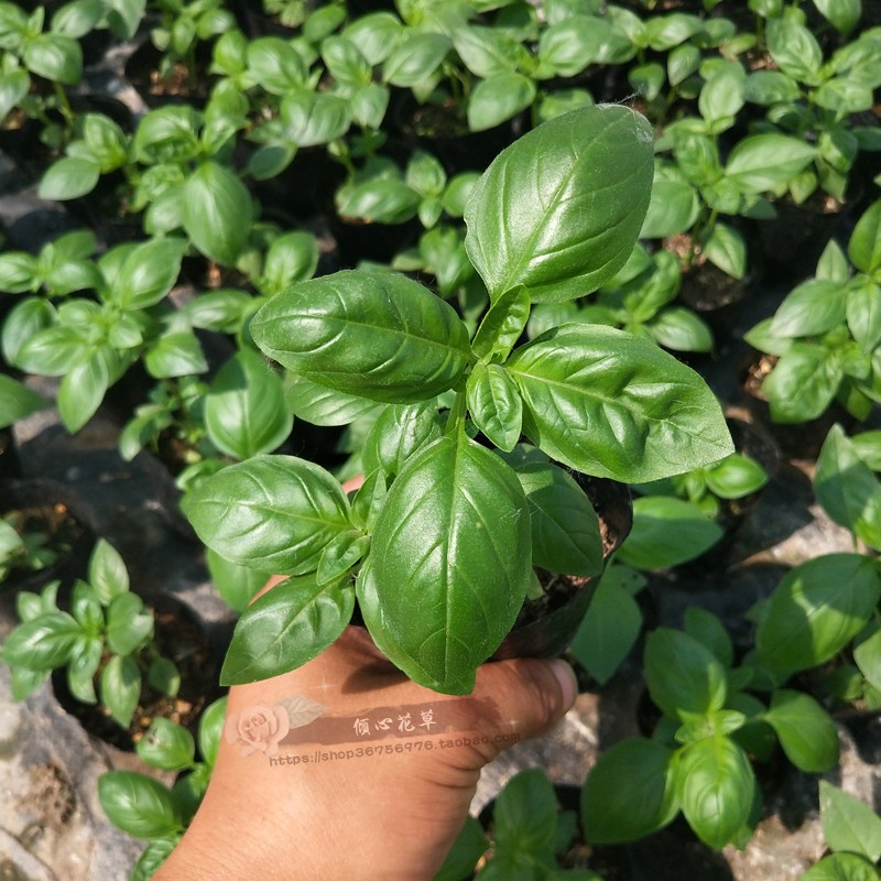 罗勒苗/九层塔苗 罗勒盆栽 丁香罗勒 意大利甜香罗勒 香草苗盆栽_双氙