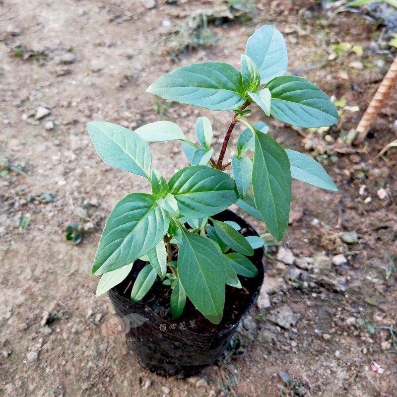 红骨罗勒苗/红骨九层塔苗 金不换 罗勒苗 香草植物盆栽特价苗