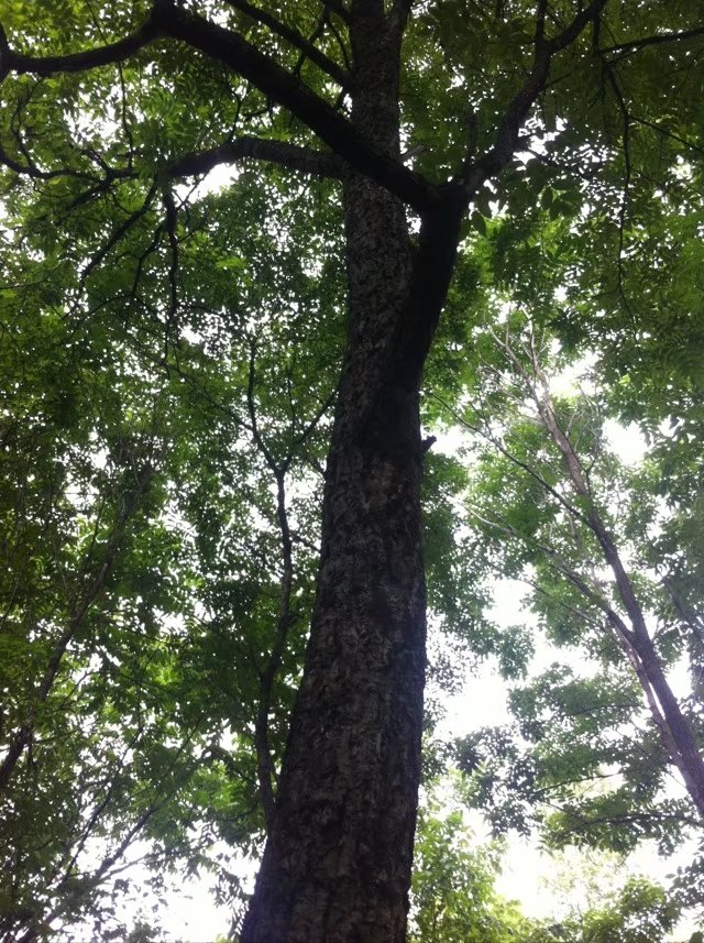 黄柏树 我们都叫黄玻璃板 今年黑蜂没有黄柏蜜 这个蜜非常珍贵  大家