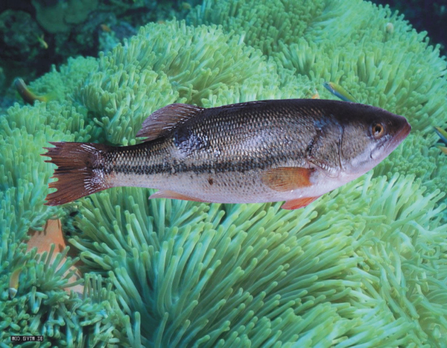 路亚出发前必须要查清楚的这几点你知道吗