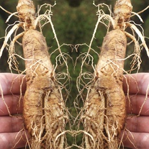(Extra Large Order 125 gr) Northeast Fresh ginseng Fresh Long white Mountain Fresh ginseng Lower Ginseng Soak in Wine Red Ginseng