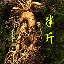 This year the new cargo Changbai Mountain ginseng fresh ginseng fresh extra-ginseng single half catty 250 gr Northeast with native ginseng