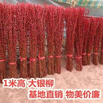 Silver willow genuine flowers 1 m silver willow fresh branches New Year Flowers floral silver wicker dried flowers can be dried to raise red willow 20