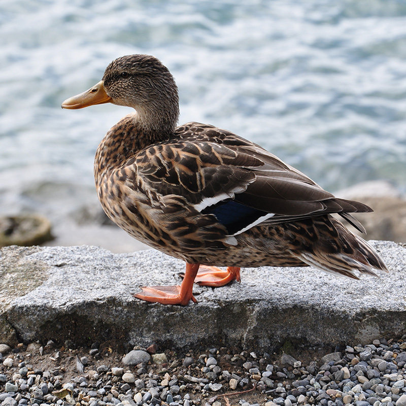 土鸭子麻鸭 现杀农家新鲜散养鸭子老鸭鲜鸭肉 大别山泉水老鸭肉