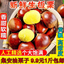 Changbai Mountain wild chestnut Jian oil CHESTNUT Chestnut CHESTNUT Chestnut CHESTNUT Chestnut CHESTNUT Chestnut sugar fried wild chestnut 500g 9 9