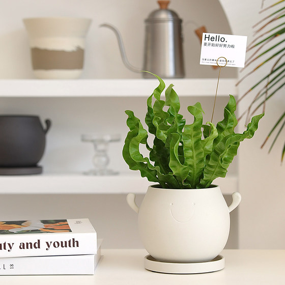Flame bird's nest fern living room indoor viewing leaf purification office radiation prevention oiling gift potted plant
Flame bird's nest fern living room indoor viewing leaf purification office radiation prevention oiling gift potted plant