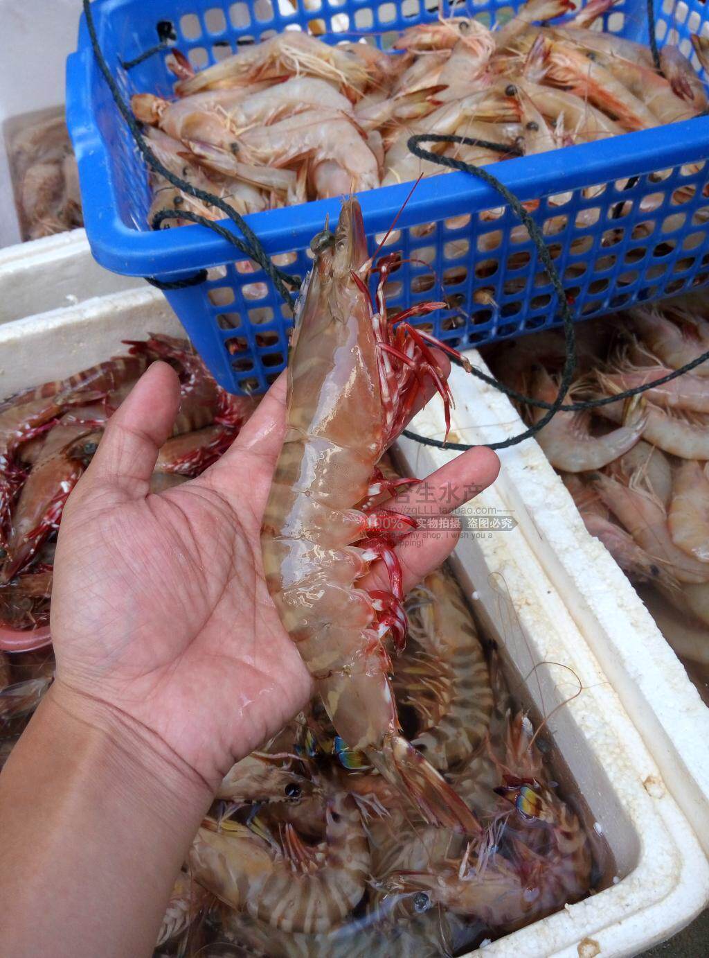 海南海捕野生虎虾新鲜海虾活虾对虾鲜活海鲜红脚对虾