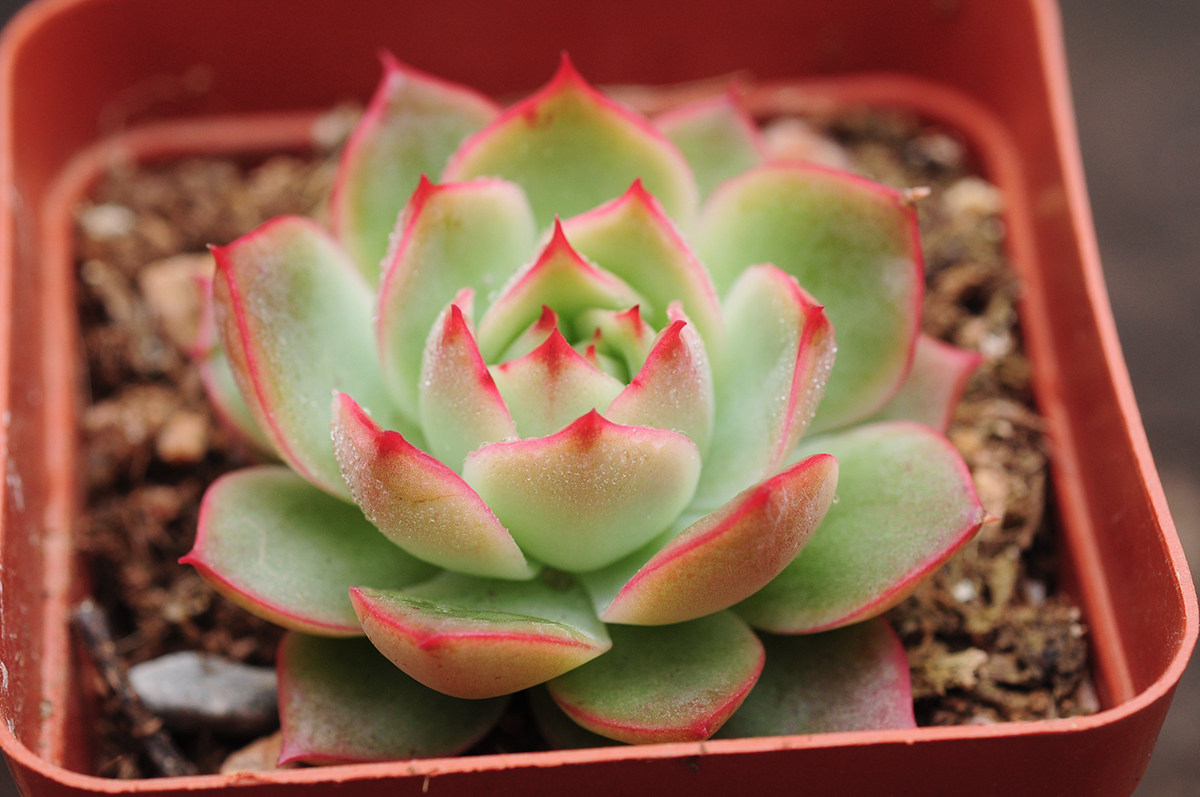 包邮 秋阳园艺 多肉植物 多肉 黄玫瑰  有根 随机发货