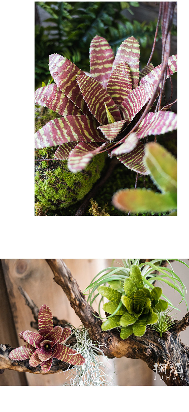 积水凤梨仿真绿植物两栖生态雨林缸造景公共空间工程