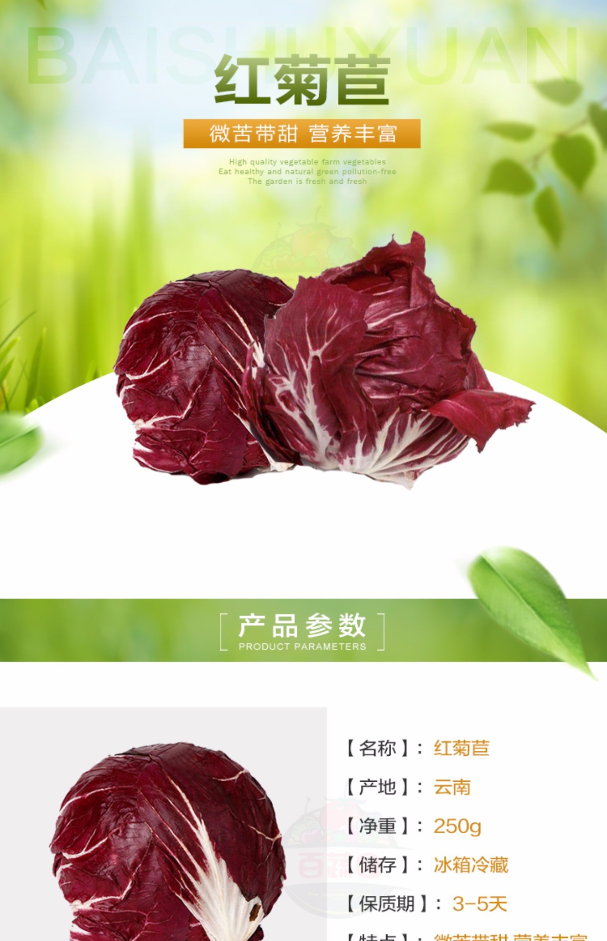 新鲜红包蔬菜 红杂红菊苣 落地球意大利紫菊苣 健身餐沙拉菜 250g_7折