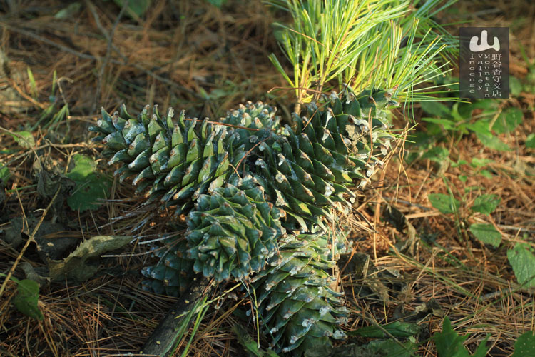 东北开口红松子 19年长白山野生特产非油炸新货原味散装松子500g