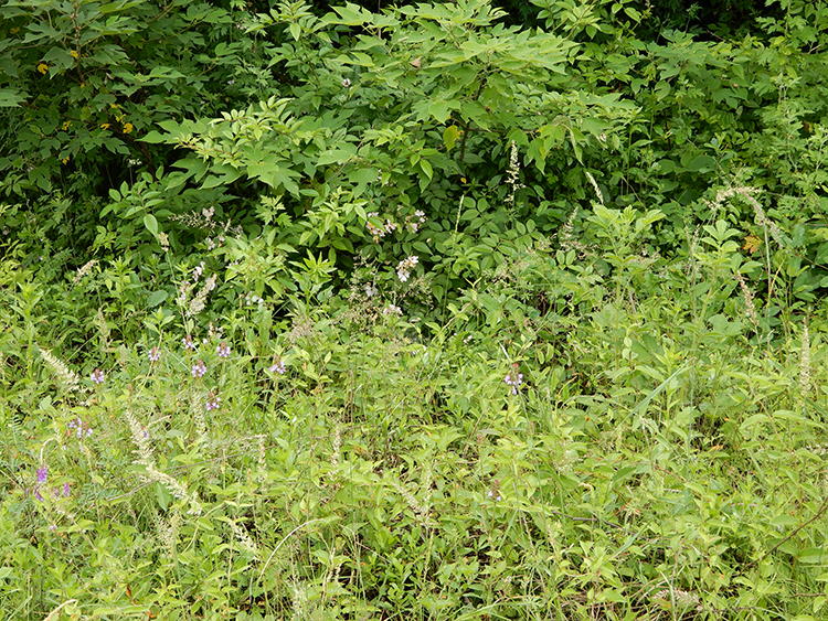 野生白毛夏枯草夏枯球花草茶夏桑菊消火凉茶甲状腺结节1斤包邮
