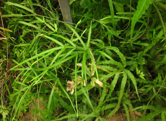 野生小叶凤尾草鸡脚草金鸡尾凤凰草井栏草鸡爪草干品包邮中药材