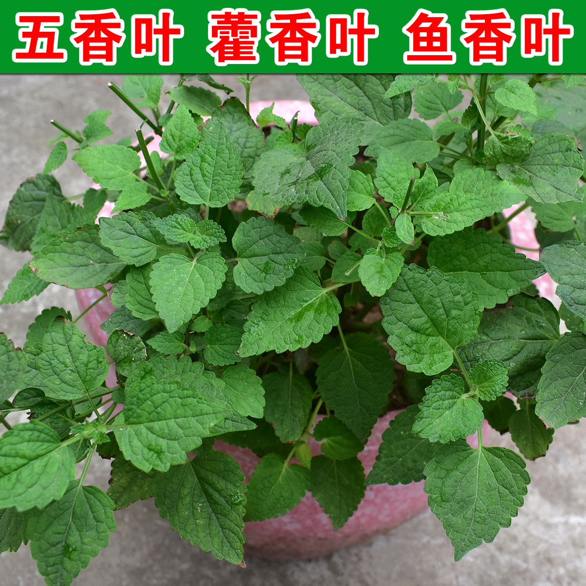五香叶 藿香菜 藿香叶鱼香叶干五香杆炖鱼虾海鲜去腥佐料大茴香拌
