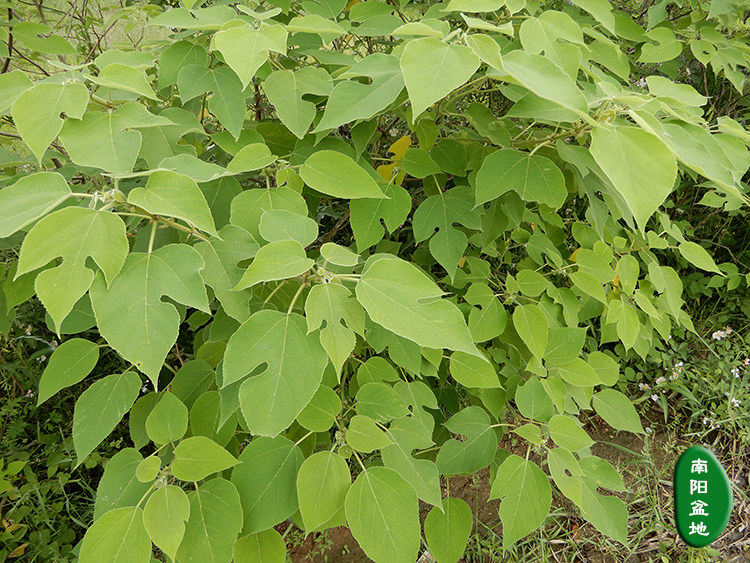中药材野生新鲜楮叶楮桃叶 褚桃叶楮树叶 构树叶 够树叶 构叶包邮