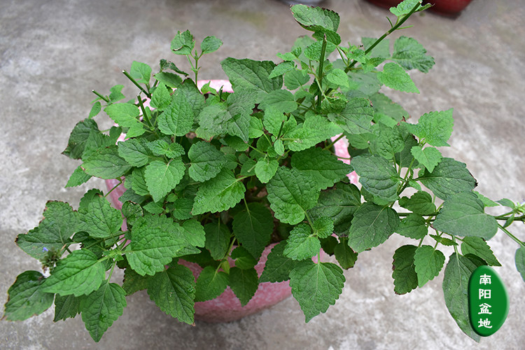 五香叶 藿香菜 藿香叶鱼香叶干五香杆炖鱼虾海鲜去腥佐料大茴香拌