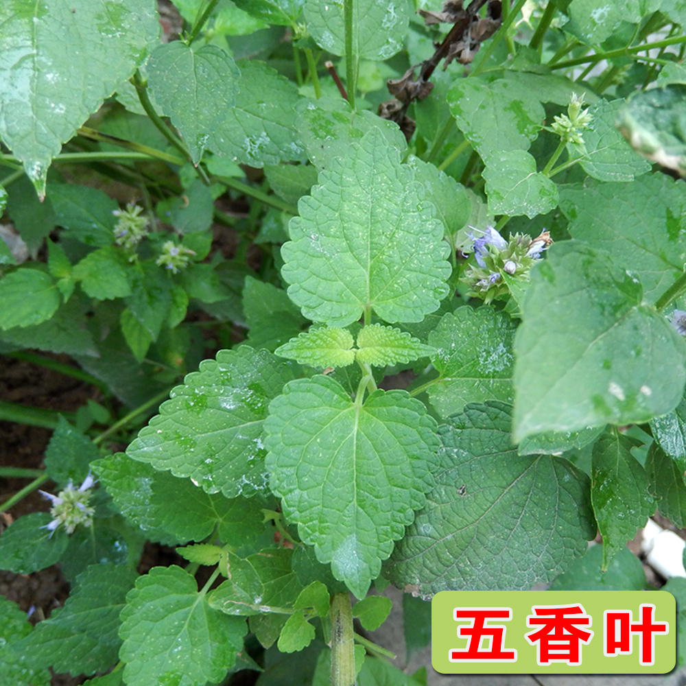 五香叶 藿香菜 藿香叶鱼香叶干五香杆炖鱼虾海鲜去腥佐料大茴香拌