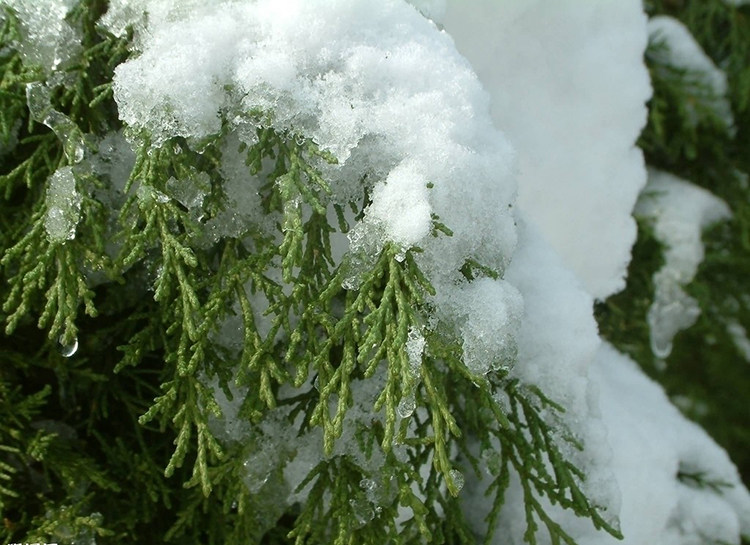 野生新鲜侧柏叶秦岭扁柏叶植物黑发生发乌发养发中药材现摘500g克