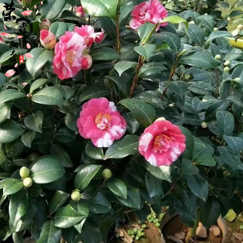 花露珍山茶花树苗花绣球盆栽室内阳台客厅庭院办公室花卉绿植包邮_7折
