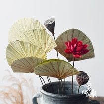 New Chinese lotus leaf dried flower dried lotus flower leaf real flower Zen shop window decoration pendulum upscale natural dry leaves
