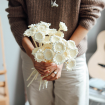 Nordic Wind White Solar Canopy Imported Dry Flowers Natural Plant Floral Design True Floral Wood Cafe Decoration Pendulum