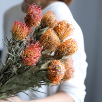 Natural imported plants dried flowers fireworks chrysanthemum home dining table Nordic decorative flower arrangements South African pushion flower