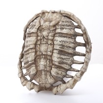 Turtle shell ornaments retro oracle bone inscriptions remote evil longevity resin crafts home wall antique ornaments landscaping