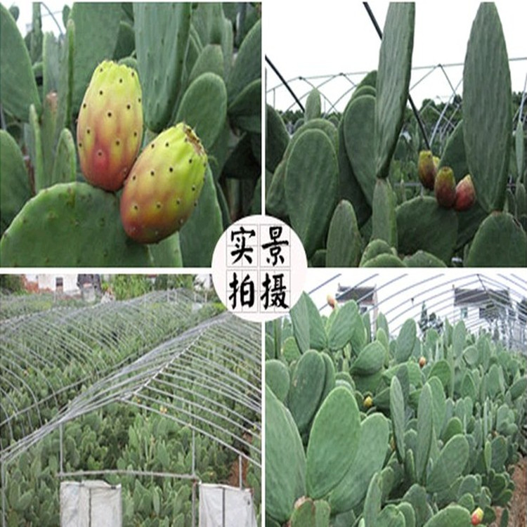 食用仙人掌果树苗 果树苗盆栽水果苗 仙人果野生仙人掌果养生美容_7折