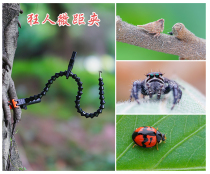 Madman macro clip Wembley windproof control plant flower rhizome Guago macro photography Old frog lens stability