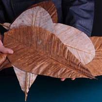 Dry Park Leaves Sashimi Sushi Style Large Leaves Hot Vegetable Container Mood Dish Decorate Dry Leaves Cold Vegetable Loading Tray Leaves