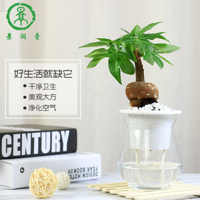 栀子花草盆栽真花卉观花绿箩富贵竹室内水养绿萝绿植观叶水培植物产品展示图3