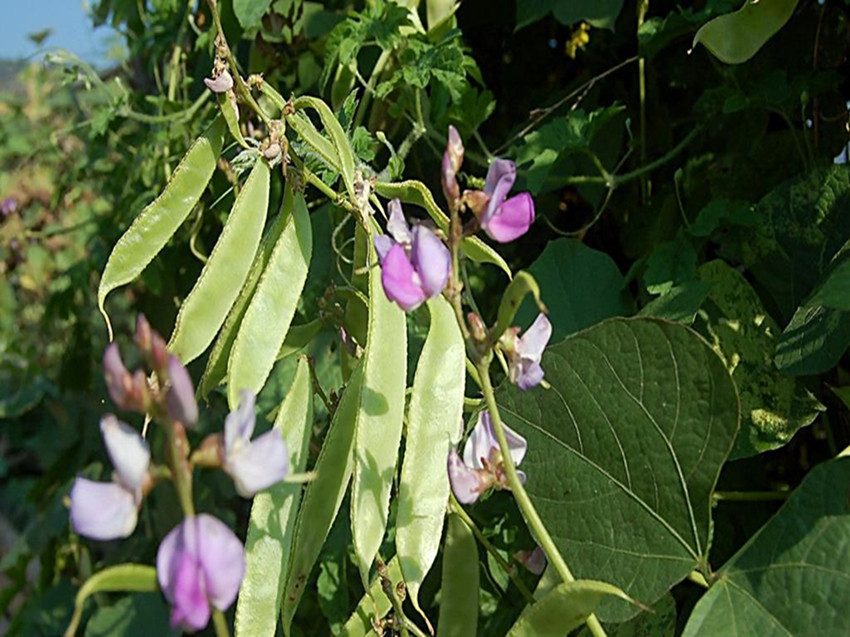 白扁豆白芸豆五谷杂粮云南农家精选药用白扁豆500g三斤包邮_7折现价9.