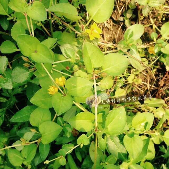 野生新鲜大叶金钱草过路黄对坐草一串钱大连线草龟粮可做盆景包邮