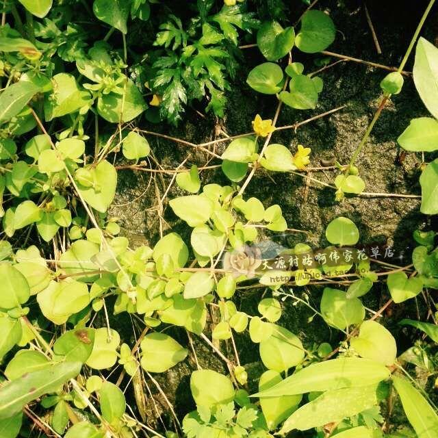 野生新鲜大叶金钱草过路黄对坐草一串钱大连线草龟粮可做盆景包邮