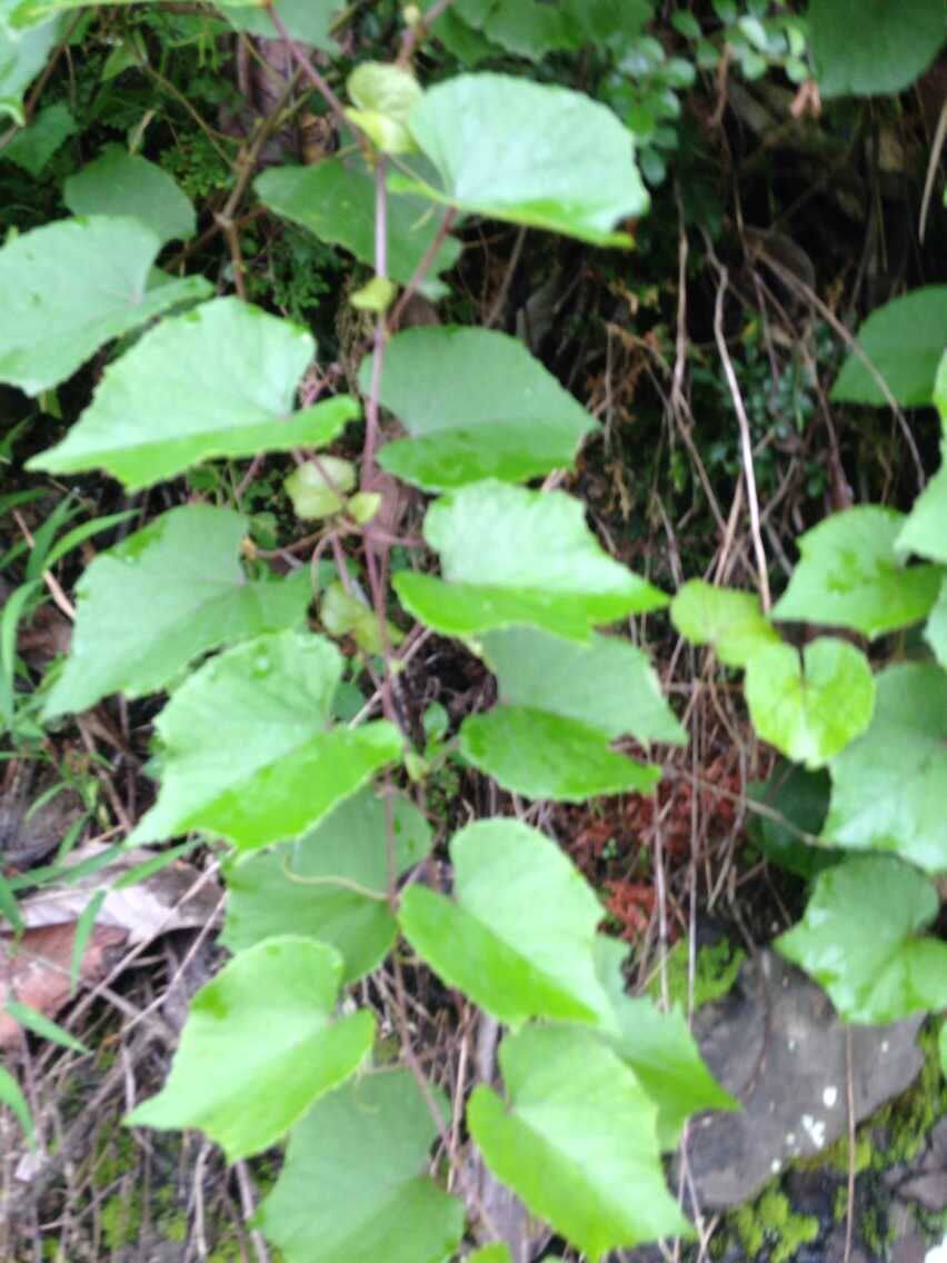 中药材野生山葡萄,野葡萄,烟火藤过山龙新鲜的现拍现挖3斤包邮