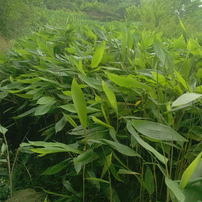 重庆天然野生新鲜粽子叶野生大粽叶大箬叶100张包邮送棉线