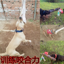 Training Dog Equipped Horse Dog Biter Dog Hangar Original Color Cow Leather training Supplies Equipment Occlusion Force Buffer Spring