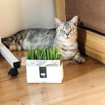 Take 2 hair 3 ideal country not card cat grass soilless watering cat grass set cat snacks catnip lazy cat grass