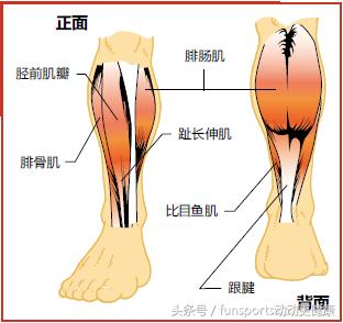 小腿结构图 名称图片