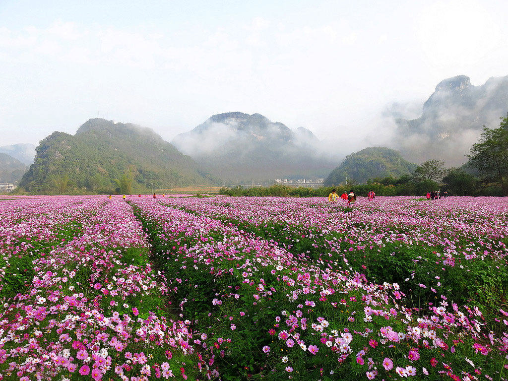 用云南的花海,铺满你的2019