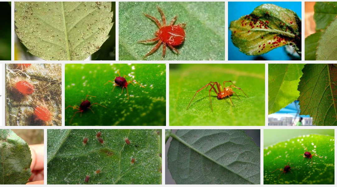 上格艾满利联苯肼酯四螨嗪红蜘蛛螨虫植物花卉农药新货包邮