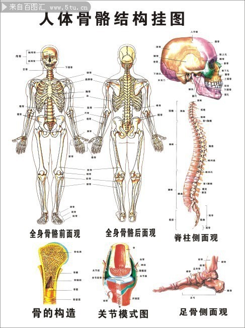 骷髅结构图名称图片