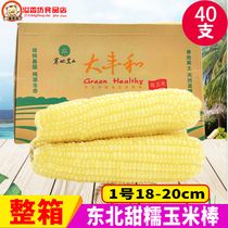 Dafeng and Northeast waxy corn 40 sweet waxy white corn cob breakfast replacement corn commercial quick-frozen sticky corn