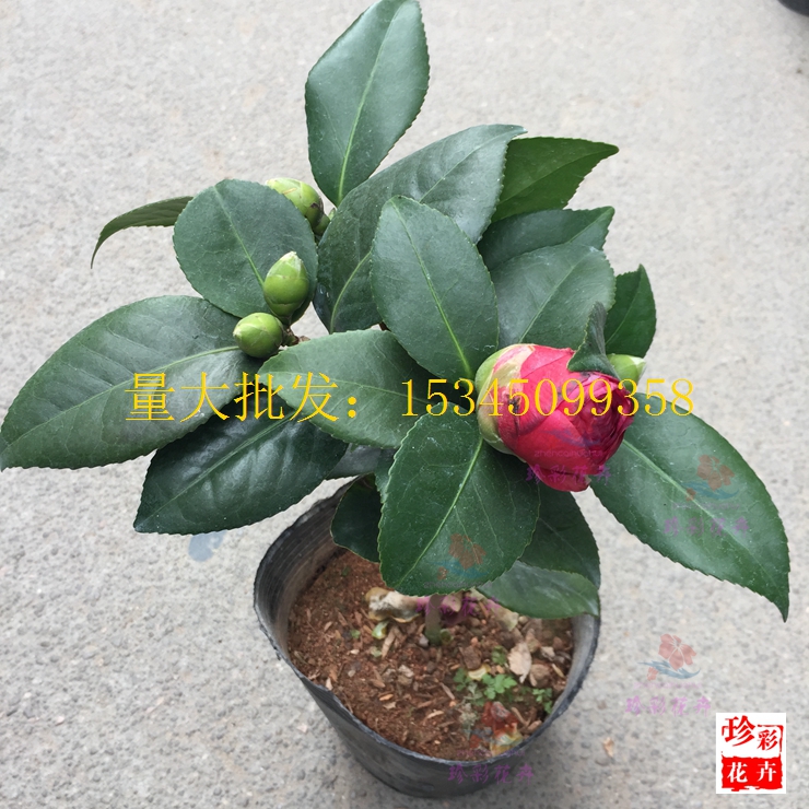 精品茶花青叶 红叶贝拉 山茶花树苗室内外盆栽绿植花卉盆景带花苞_7折图片